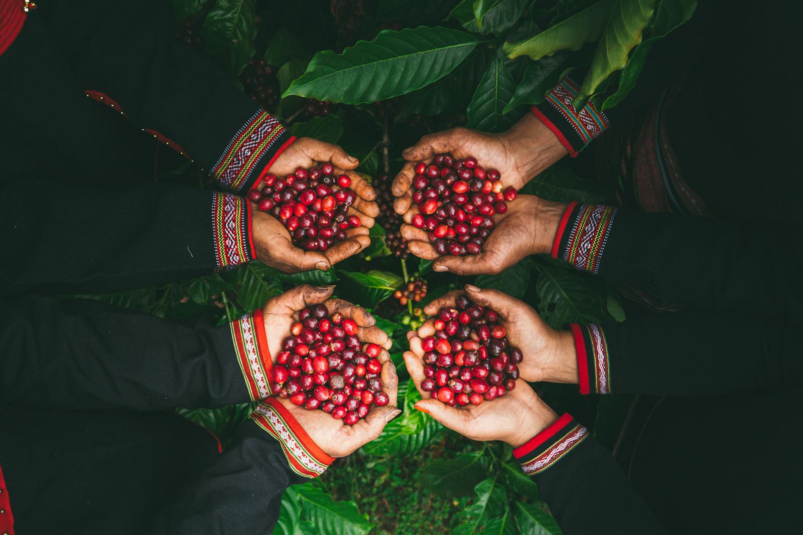 Four hands holding freshly harvested red coffee cherries in a Vietnamese setting.