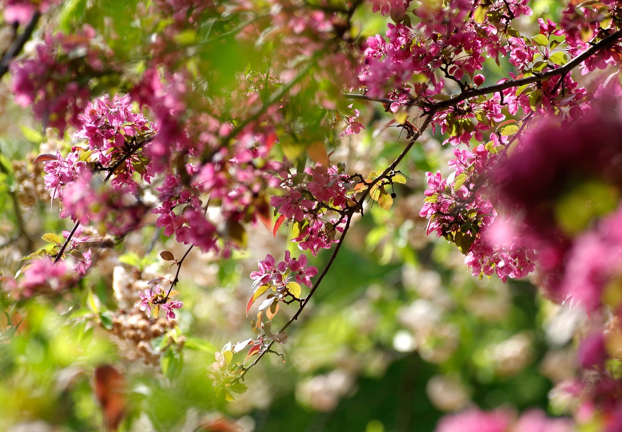 flowers, tree, beautiful flowers, spring, cherry tree, cherry blossom, garden, flower wallpaper, ornamental cherry, cherry blossom, nature, cherry blossom, cherry blossom, cherry blossom, flower background, cherry blossom