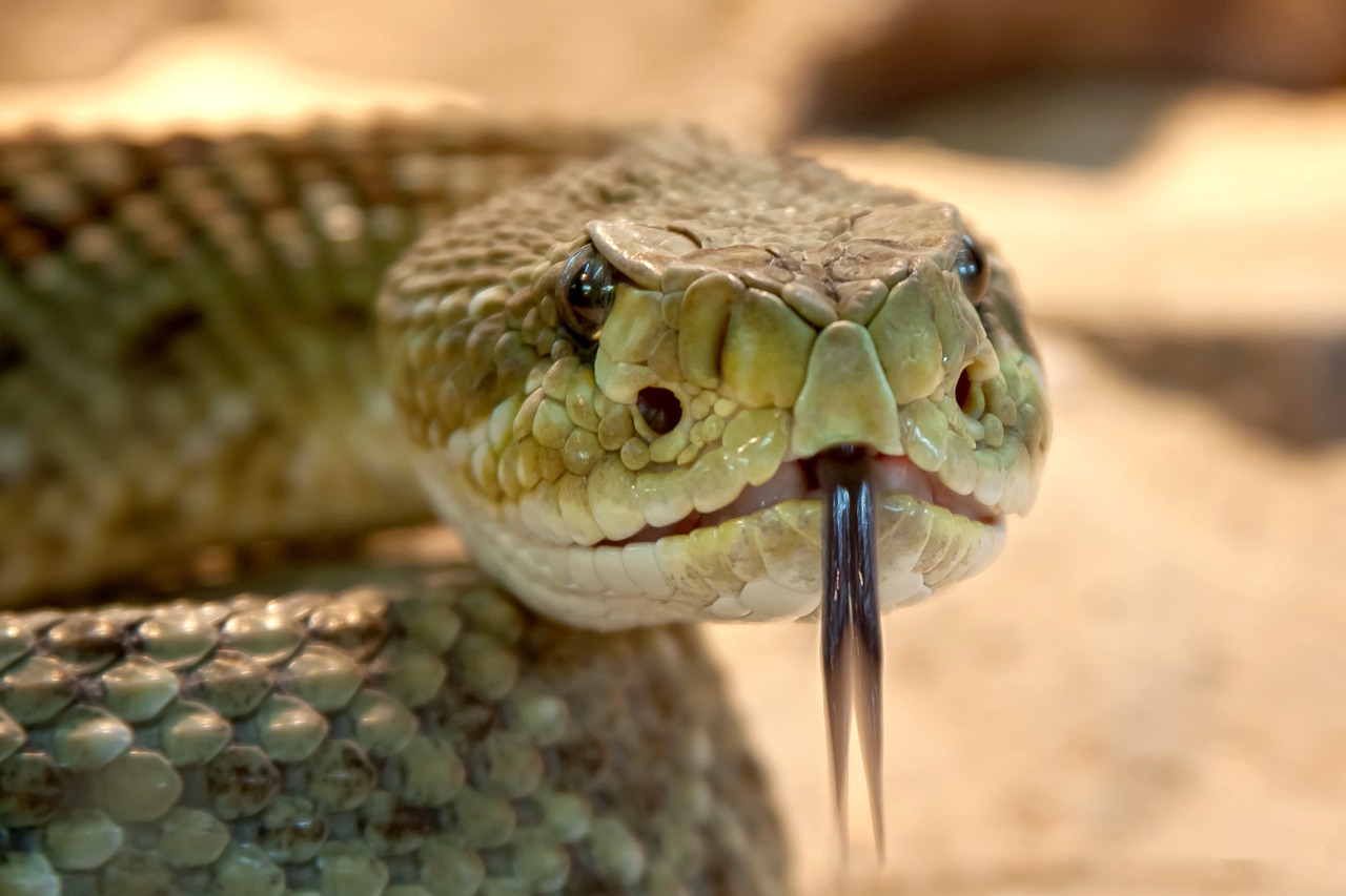 speckled rattlesnake, nature, snake, animal, rattlesnake, viper, crotalus mitchellii, tongue, venomous, reptile, head, scales, closeup, snake, snake, snake, snake, snake