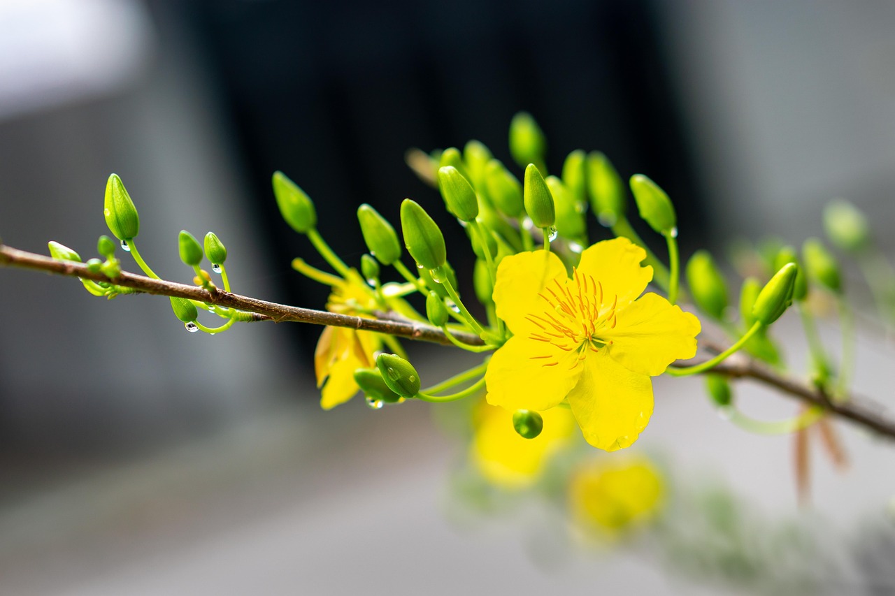 apricot blossom, nature, apricot flower, yellow flower, spring, apricot blossom, apricot blossom, apricot blossom, apricot blossom, apricot blossom