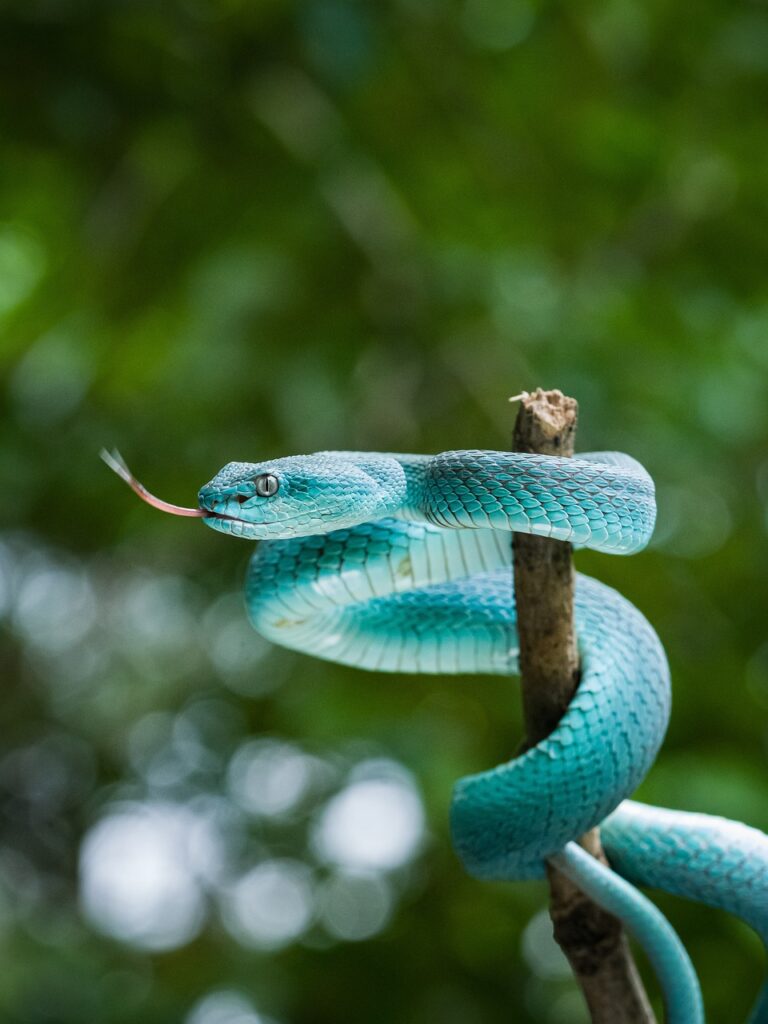 snake, reptile, animal, wildlife, close up, fauna, wilderness, snake, snake, snake, snake, nature, snake