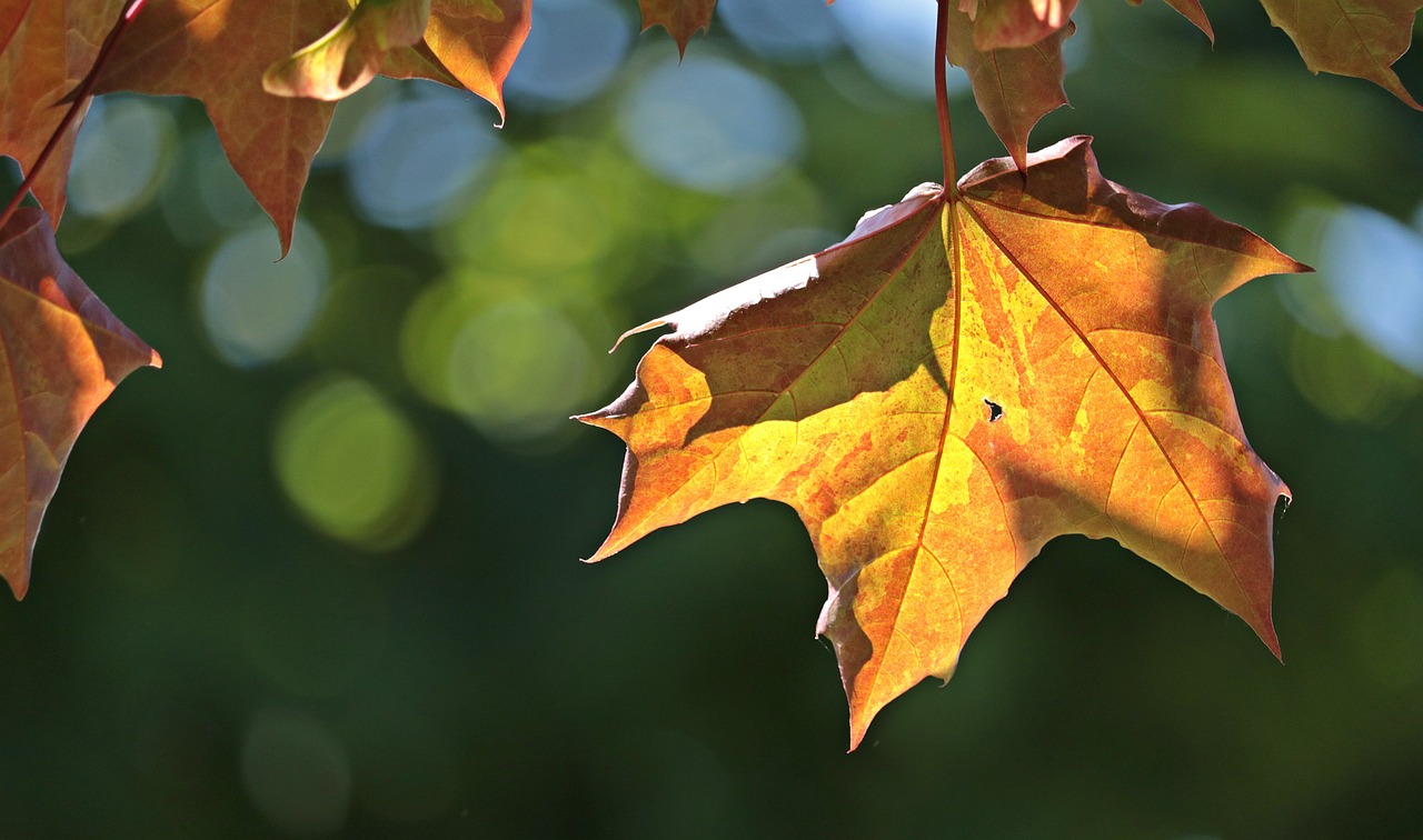 maple leaves, leaves, maple, nature, sun, coloured, foliage, leaves, sun, sun, sun, sun, sun