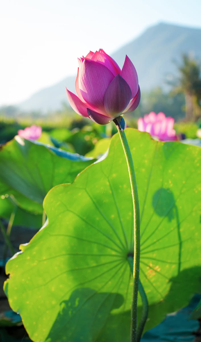 Beautiful pink lotus flower blooming amidst lush green leaves in Hội An, Vietnam's serene landscape.