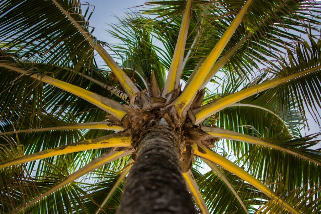 Eye view of a coconut tree