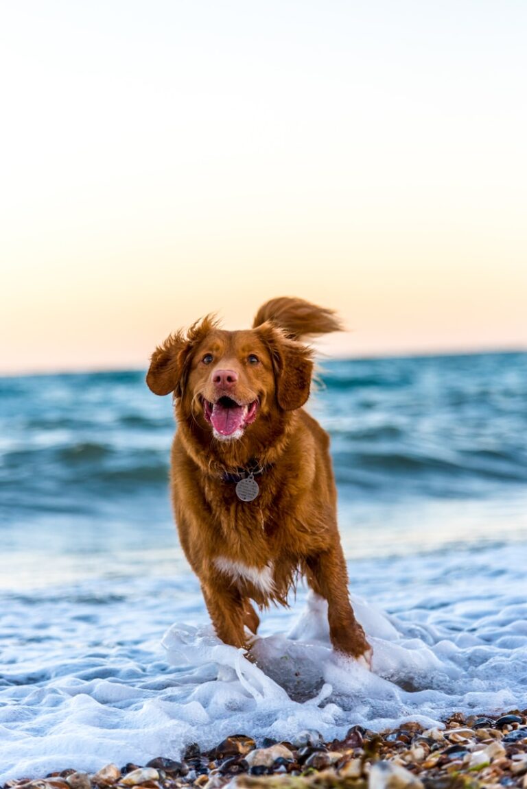 Dog running on beach during daytime