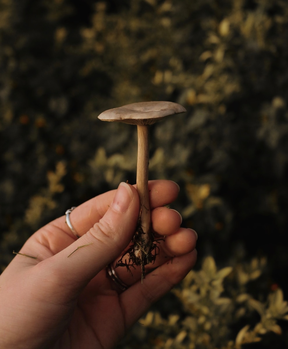 A young girl holding brown mushroom during daytime