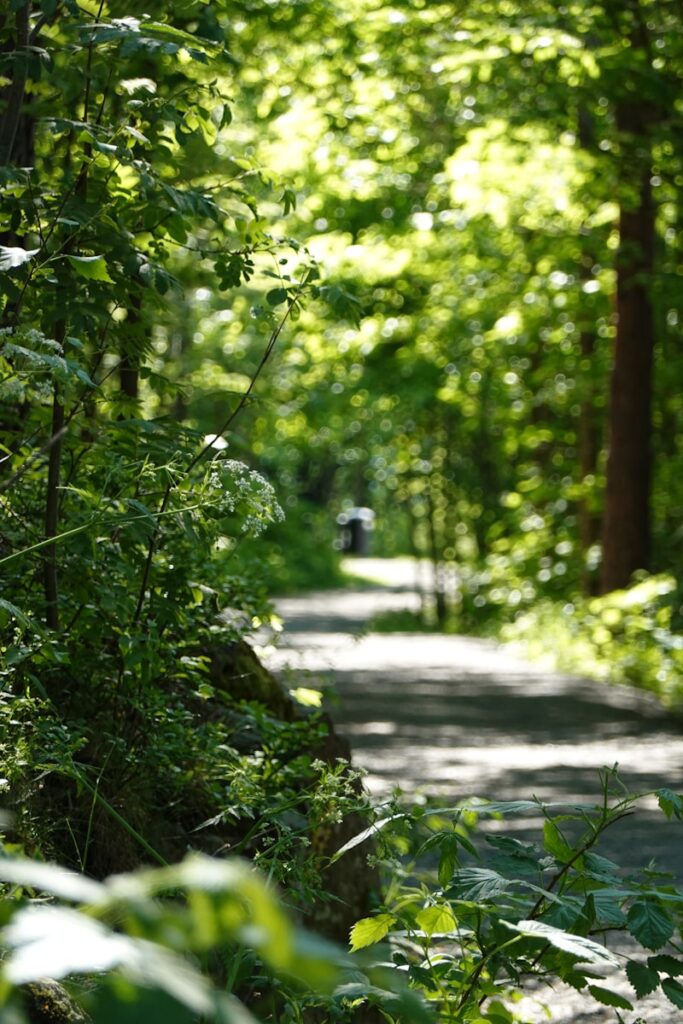 Green plants and trees during daytime