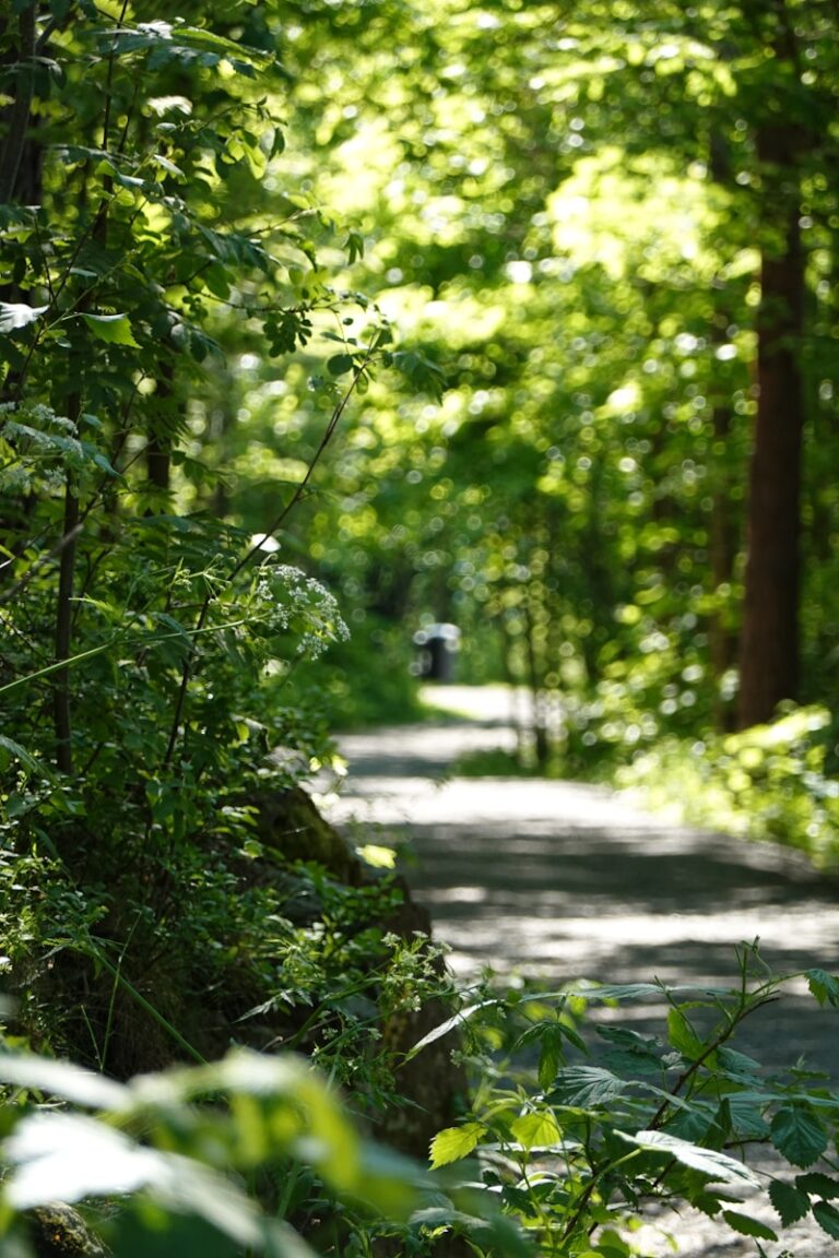 Green plants and trees during daytime