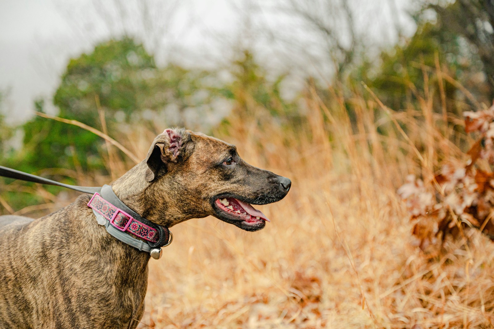 Long An: A Peaceful Escape Next to Ho Chi Minh City A brown and black dog standing in a field